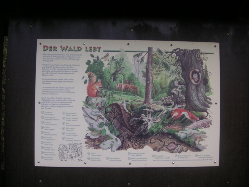 Datei:Fohlenweide 23.JPG